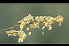 高粱-花01.JPG