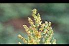 高粱-雄花02.JPG