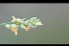 高粱-雄花11.JPG