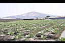高麗菜-田01.JPG