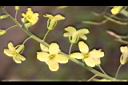 高麗菜-花17.JPG
