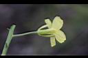 高麗菜-花側00.JPG
