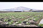 高麗菜-田00.JPG
