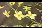 高麗菜-花16.JPG