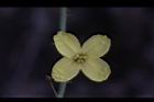 高麗菜-花24.JPG