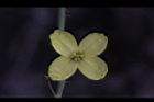 高麗菜-花27.JPG
