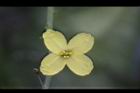 高麗菜-花28.JPG