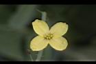 高麗菜-花31.JPG