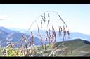 髮草-果序00.JPG