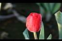 鬱金香-花19.jpg