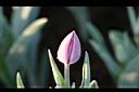 鬱金香-花苞00.jpg