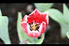 鬱金香-花16.jpg