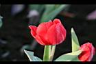 鬱金香-花18.jpg