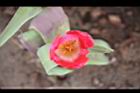 鬱金香-花21.jpg