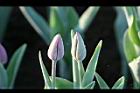 鬱金香-花苞00.jpg
