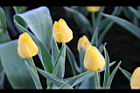 鬱金香-黃花02.jpg