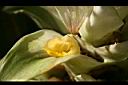 鬱金-花01.jpg