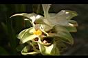 鬱金-花03.jpg