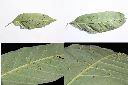 鬼櫟-蟲癭1.jpg