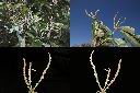 鬼櫟-雌雄花序1.jpg