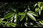 鬼櫟-葉05.JPG