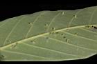 鬼櫟-蟲癭14.JPG