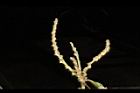 鬼櫟-雌雄花序10.JPG