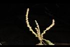 鬼櫟-雌雄花序11.JPG