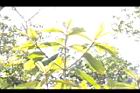 鬼紫珠36.JPG