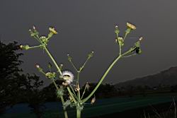鬼苦苣菜-花序00.JPG