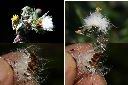鬼苦苣菜-實-種子1.jpg