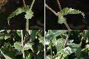 鬼苦苣菜-抱莖1.jpg