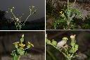 鬼苦苣菜-花序1.jpg