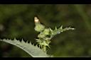 鬼苦苣菜-花苞05.JPG