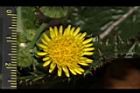 鬼苦苣菜-花37.JPG