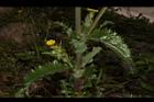 鬼苦苣菜-花序04.JPG