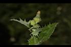 鬼苦苣菜-花苞03.JPG