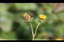 鬼針草-花02.jpg