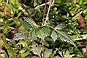 鬼針草-葉00.JPG