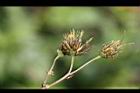 鬼針草-實02.jpg