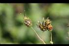 鬼針草-實05.jpg