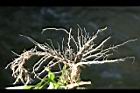 鬼針草-根0.jpg
