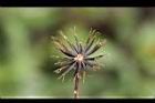 鬼針草-種子01.jpg