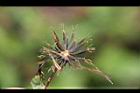 鬼針草-種子05.jpg