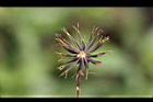 鬼針草-種子06.jpg