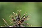 鬼針草-種子07.jpg