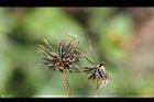 鬼針草-種子09.jpg