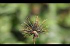 鬼針草-種子10.jpg