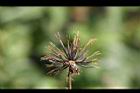 鬼針草-種子11.jpg