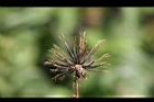 鬼針草-種子12.jpg